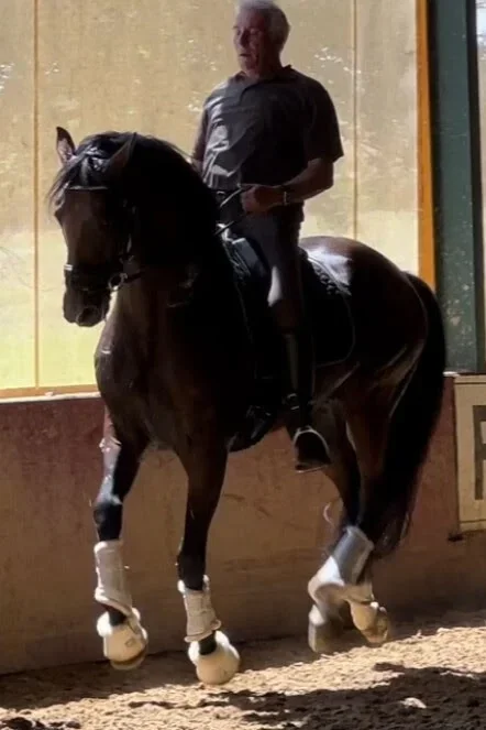 Hubert Perring, dressage cheval saône et loire