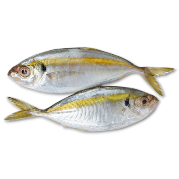 Chooperai Fish ( frozen )