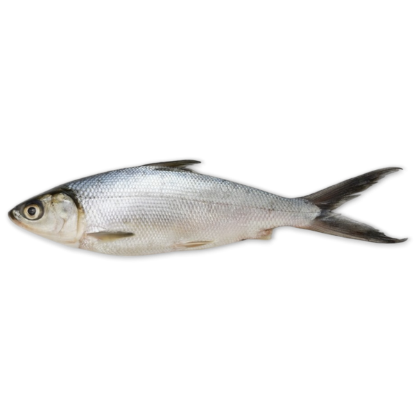 Milkfish / Bangus ( frozen )