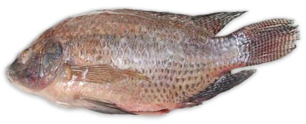 Tilapia / 5.90/kg ( frozen )