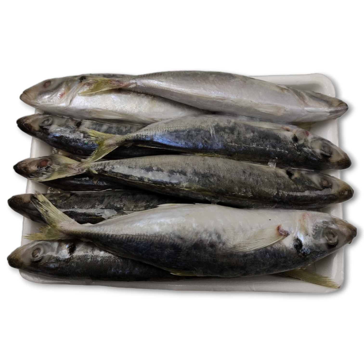 Japanese Scad / Galunggong fish ( 1kg )