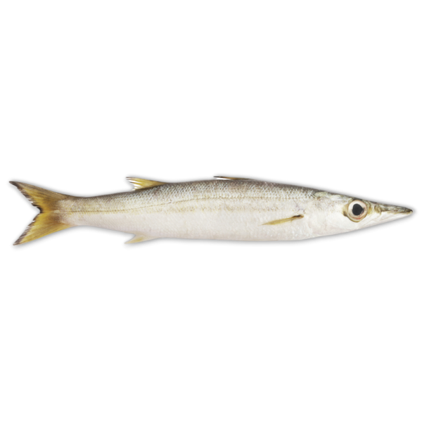 Baby Barracuda Fish ( 2.99/kg ) ( frozen )