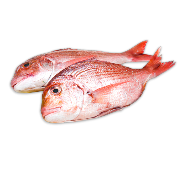 Snapper / Besugo ( frozen )