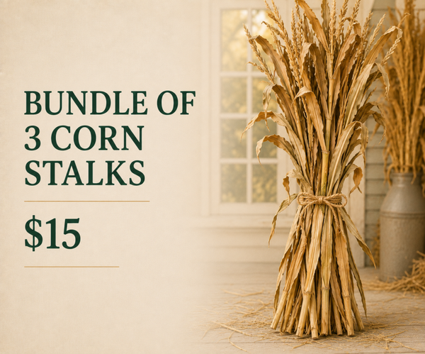 Bundle of Cornstalks