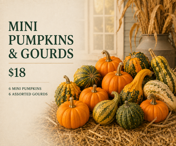 Mini Pumpkin & Gourd Combo