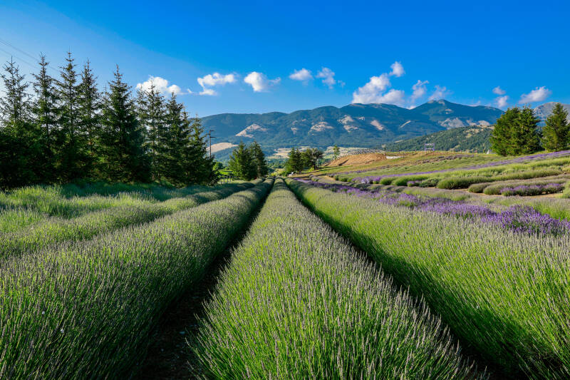 Parco della Lavanda - Campotenese