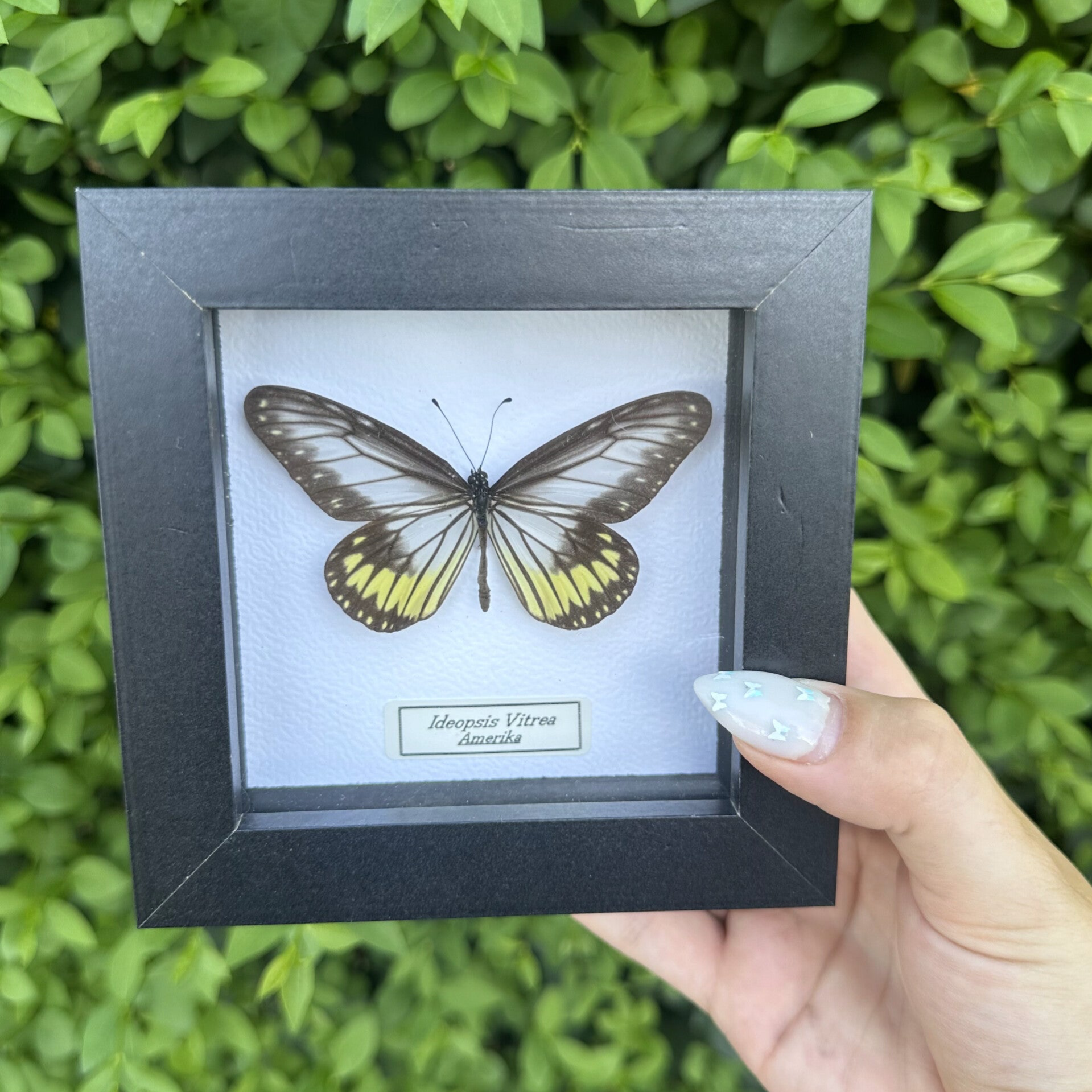 Ideopsis Vitrea