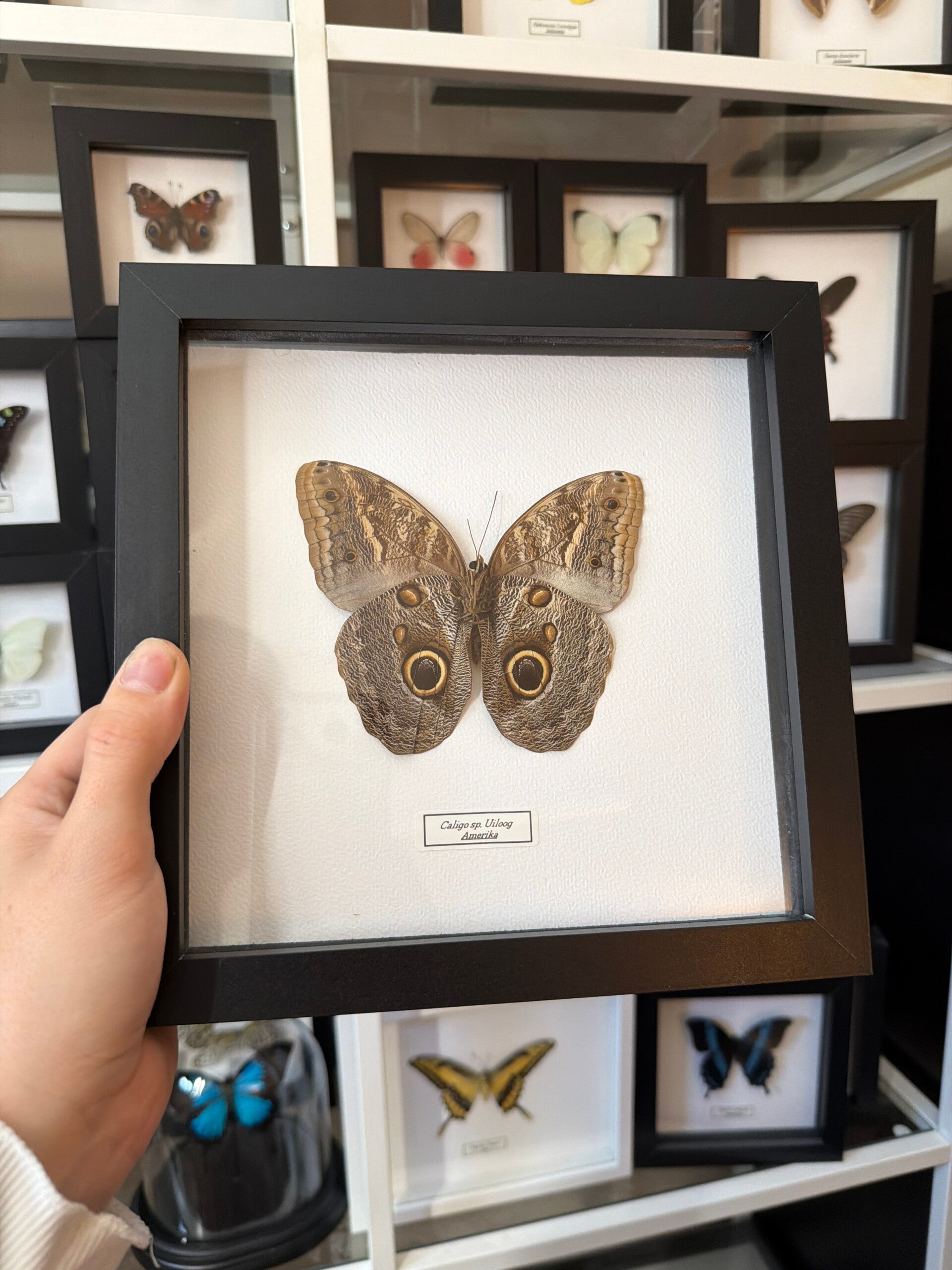Caligo sp. - uiloog vlinder