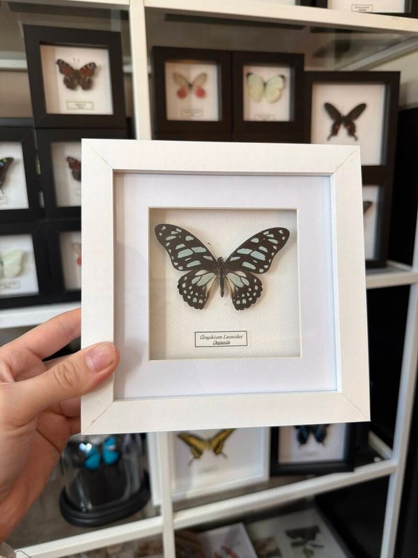 Graphium Leonidas