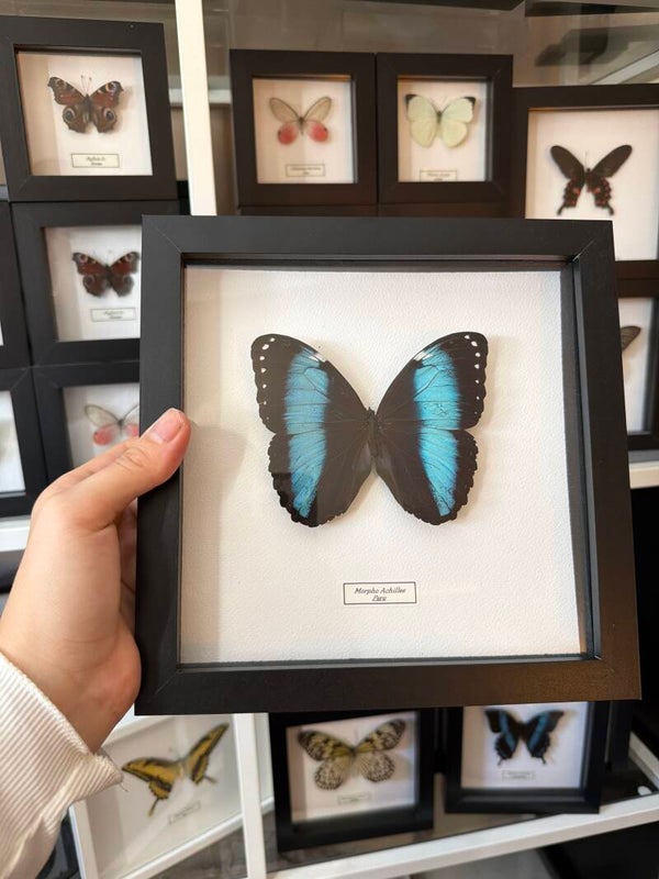 Morpho Achilles