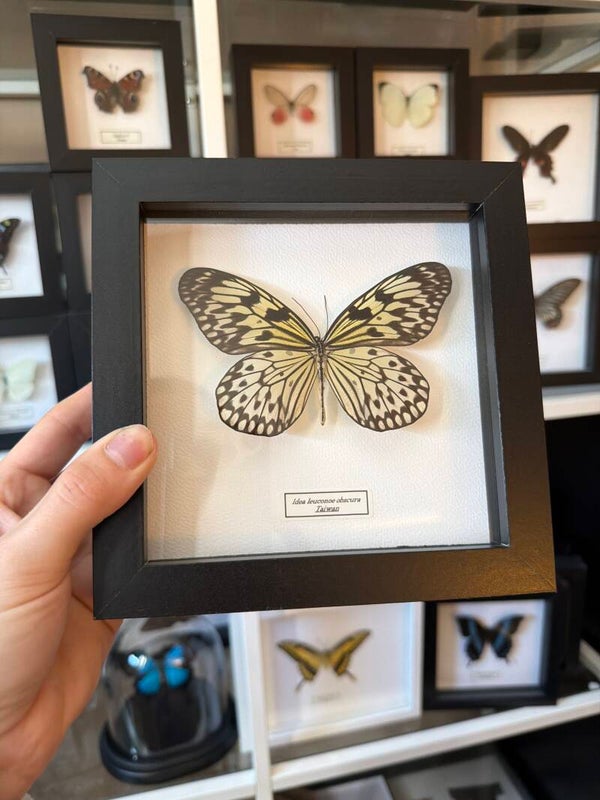 Idea leuconoe obscura