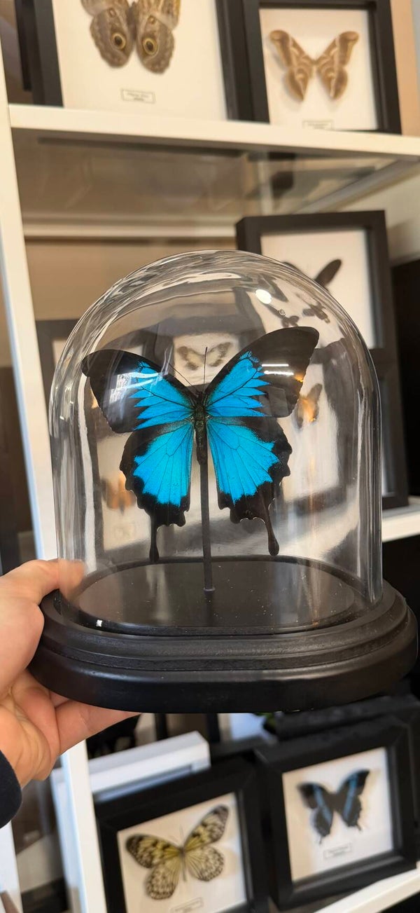 Papilio Ulysses ovale stolp