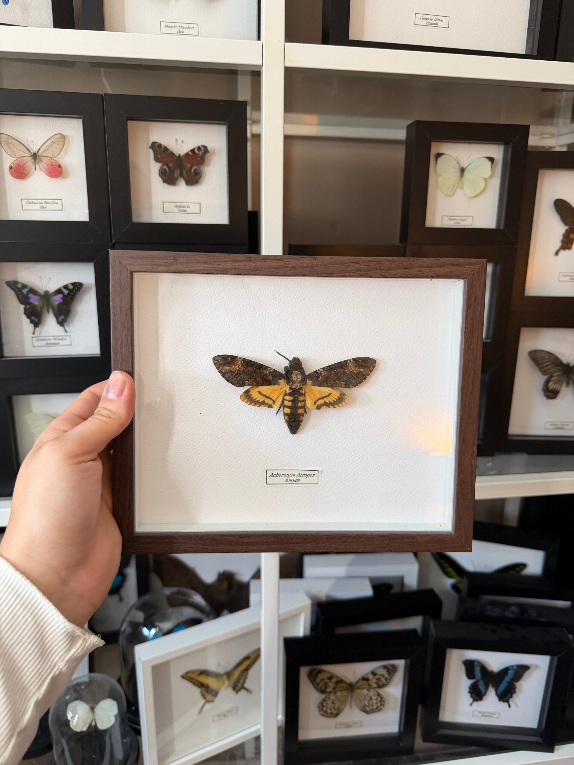 Acherontia Atropos (doodshoofdvlinder)