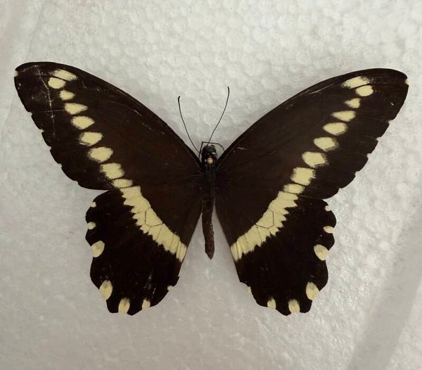 Papilio Gallienus