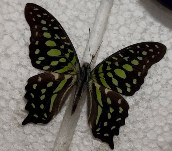 Graphium Agamenon