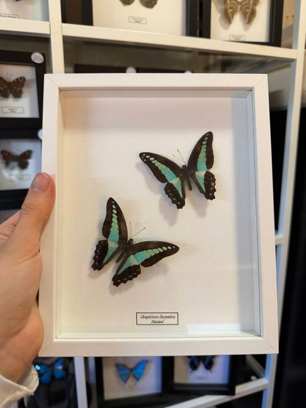 Duo lijst 2 Graphium Sarpedon