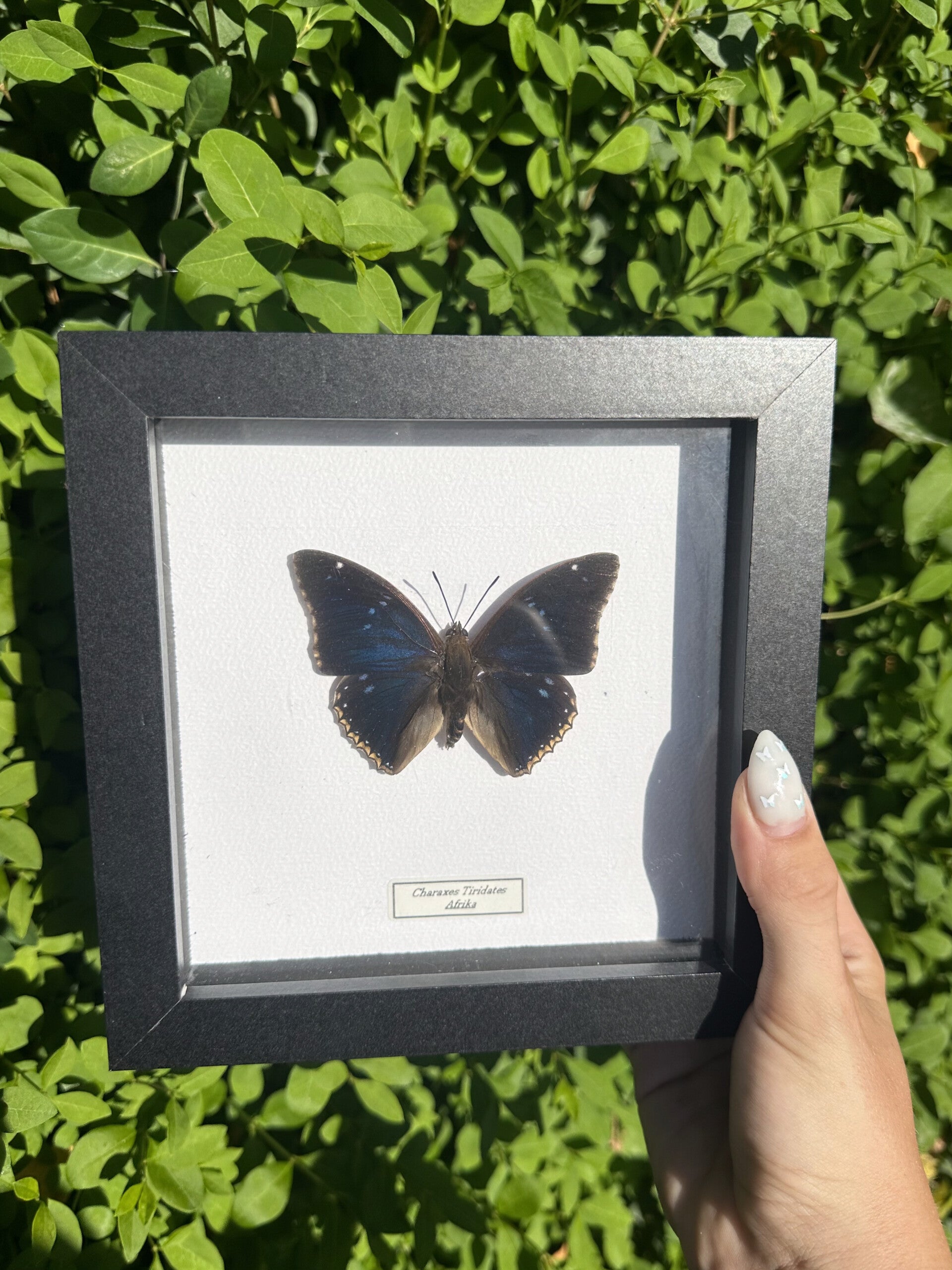 Charaxes Tiridates