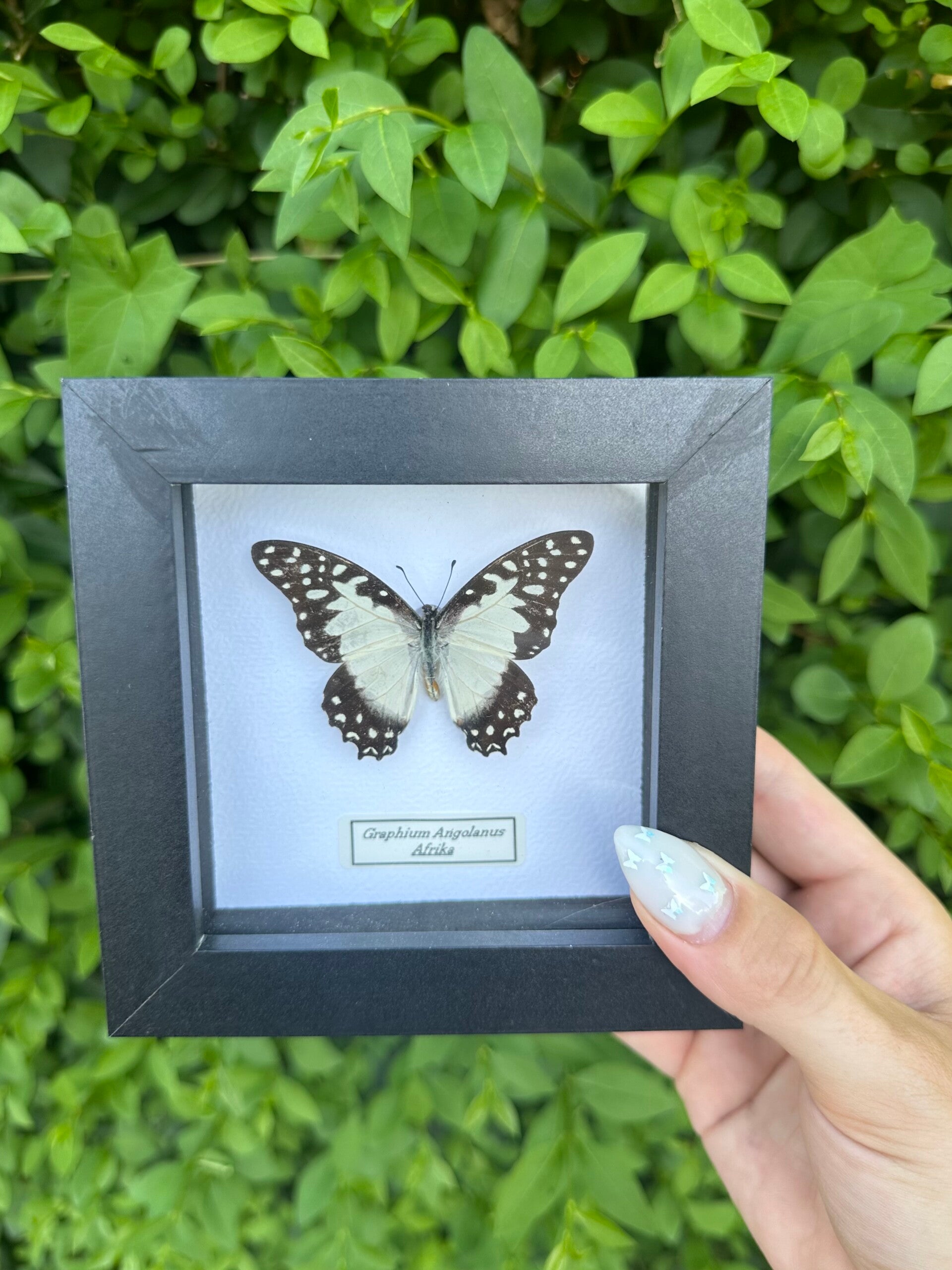 Graphium Angolanus