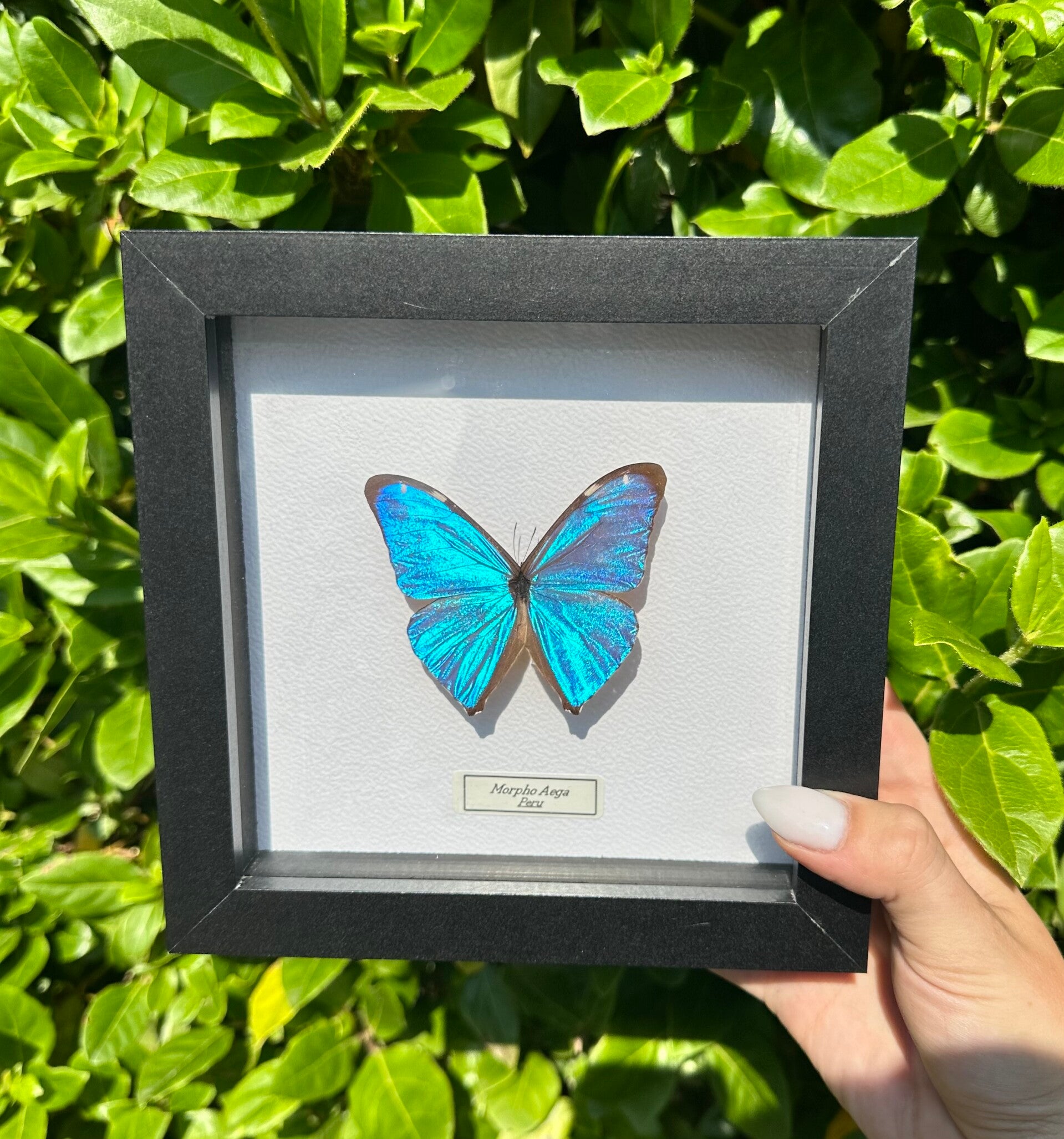 Morpho Aega