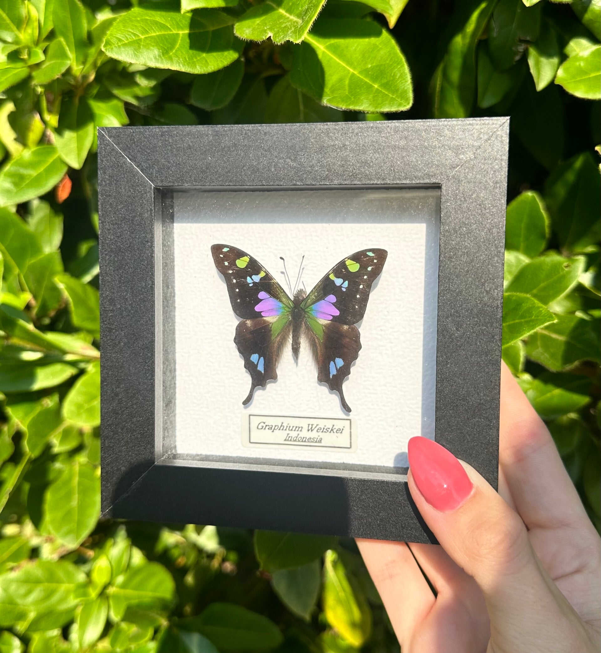 Graphium Weiskei