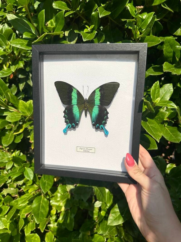 Papilio Blumei