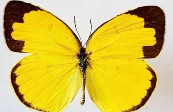 Eurema Hecabe