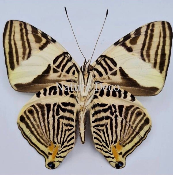 Colobura Dirce