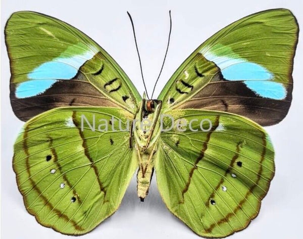 Nessaea Hewitsonii