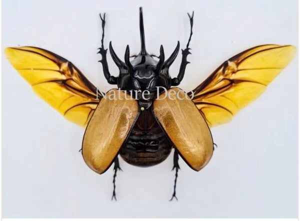 Eupatorus Gracillicornis