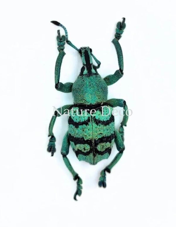Eupholus chevrolati (snuitkever)