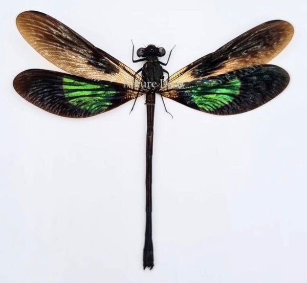 Euphaea Variegata