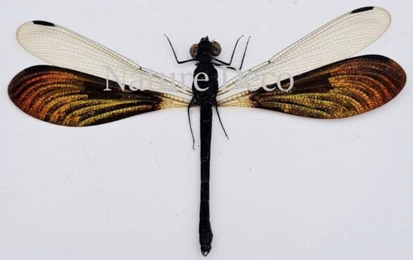 Rhinocypha Anisoptera