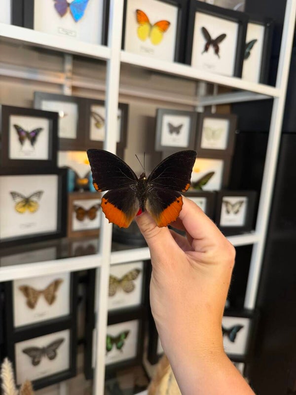 Charaxes Protoclea