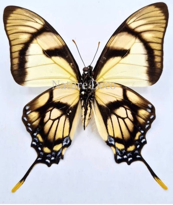 Eurytides Dolicaon