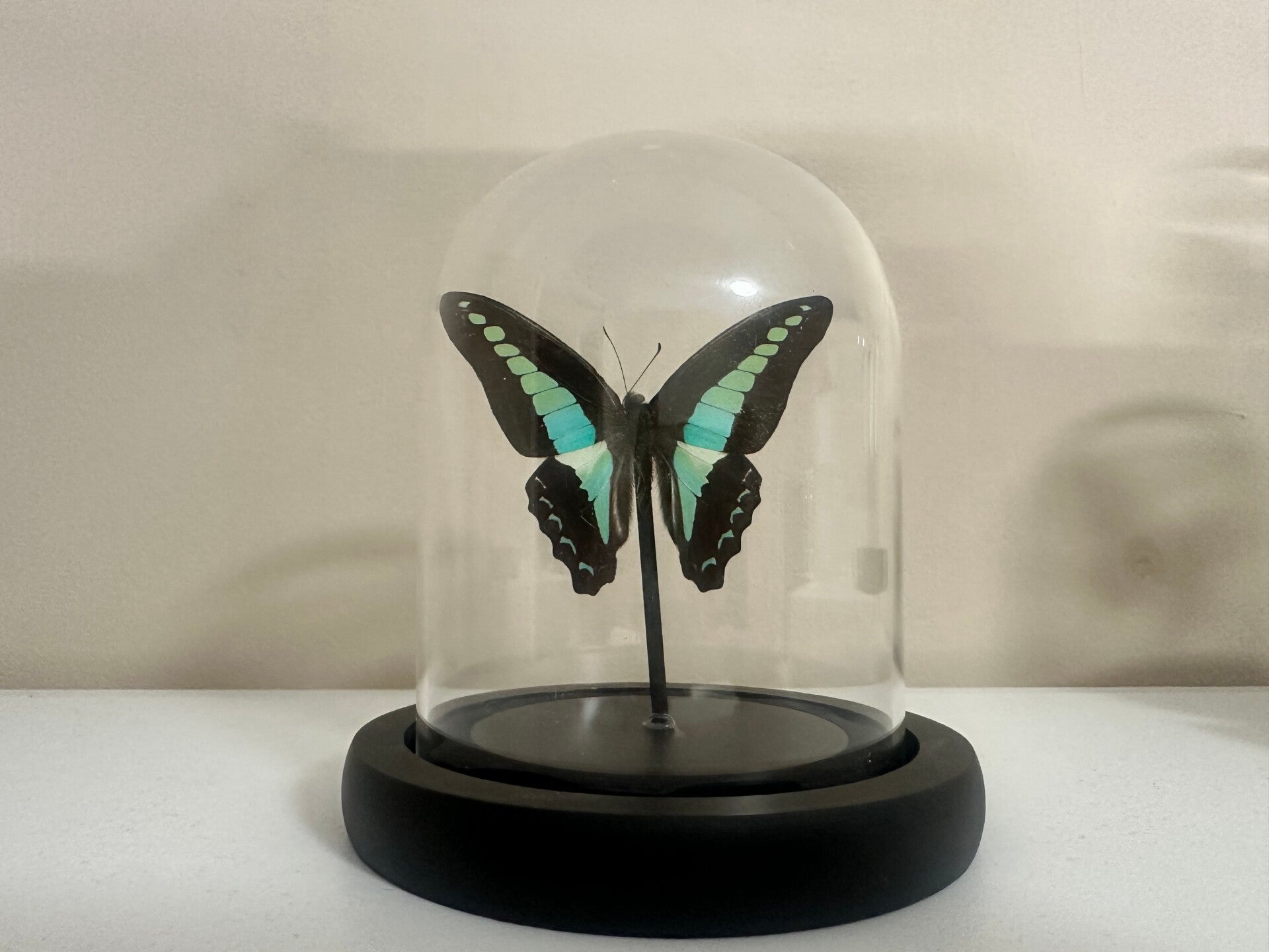 Graphium Sarpedon