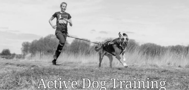 puppycursus oosterwolde hondenschool oosterwolde active dog training