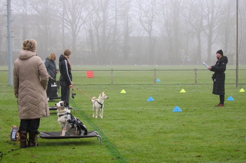 Hondenschool Oosterwolde puppycursus  oosterwolde friesland  Assen  Drenthe Training
