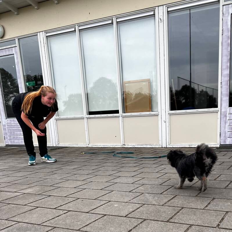 puppycursus oosterwolde hondenschool oosterwolde  hondenschool appelscha