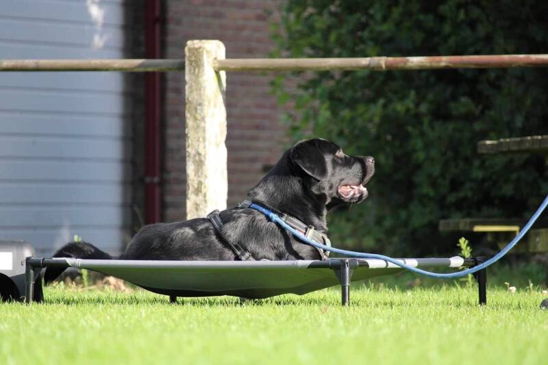 puppycursus oosterwolde basistraining basiscursus vervolgtraining hondenschool oosterwolde 