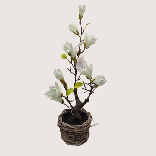 Magnolia boompje M wit in mand