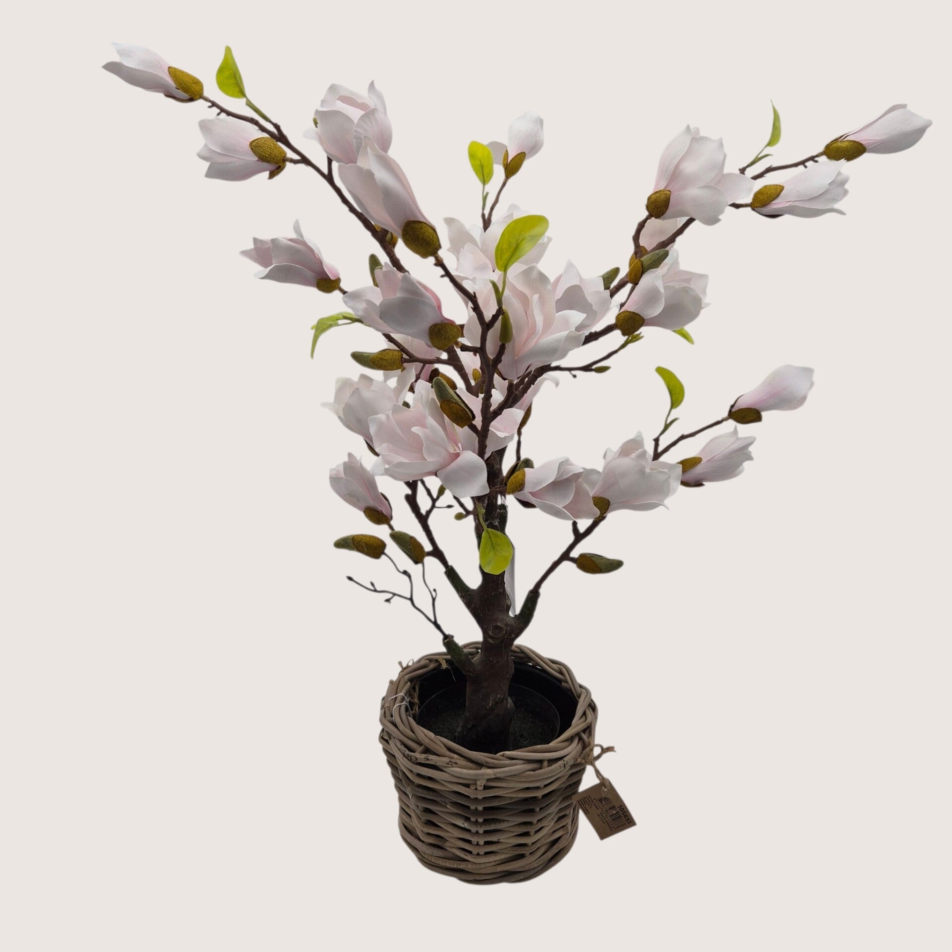 Magnolia boompje L rose in mand