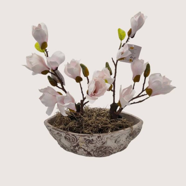 Magnolia boompjes S rose in bloempot.