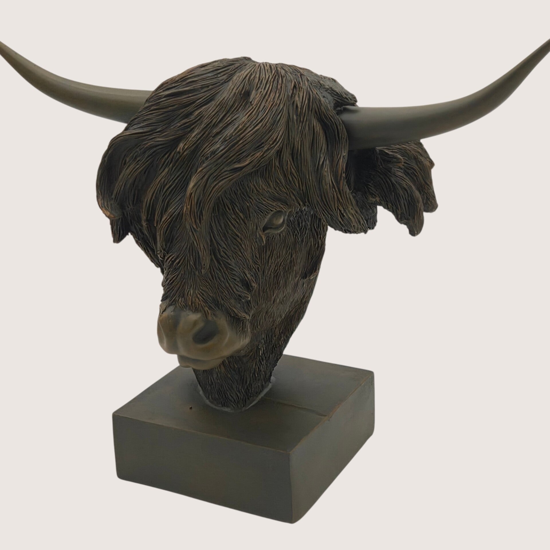 Schotse hooglander op voet