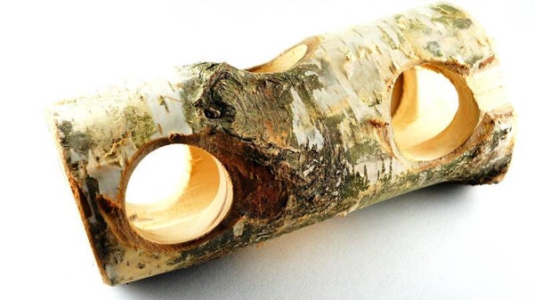 Berken Tunnel Knaagdier