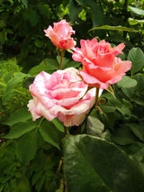 dsc09387-standard.jpg