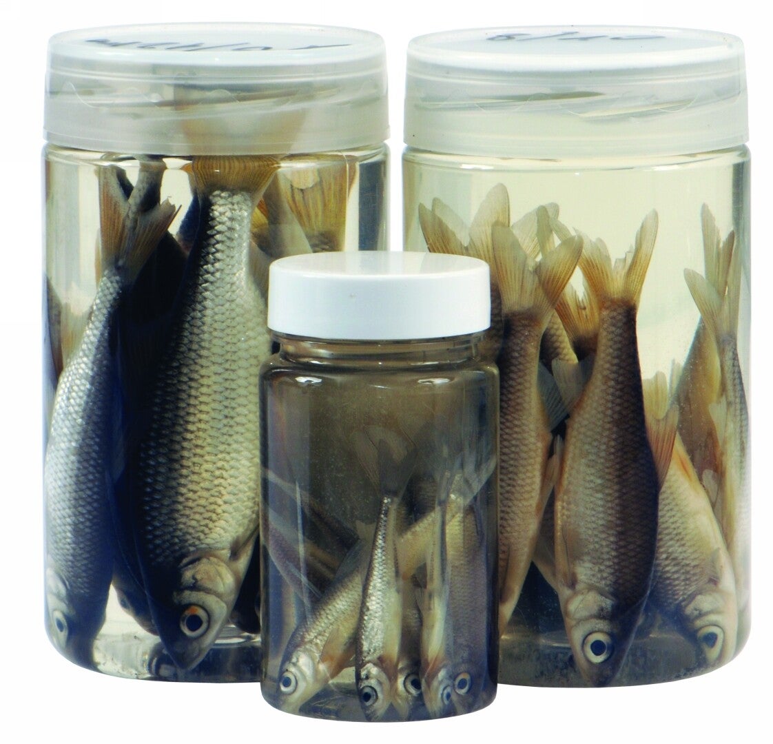 Aasvisjes diverse maten