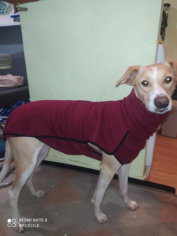 Windhond Souspull Spandex Bordeaux