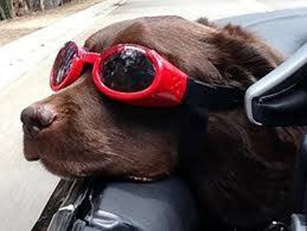 Doggles rood medium