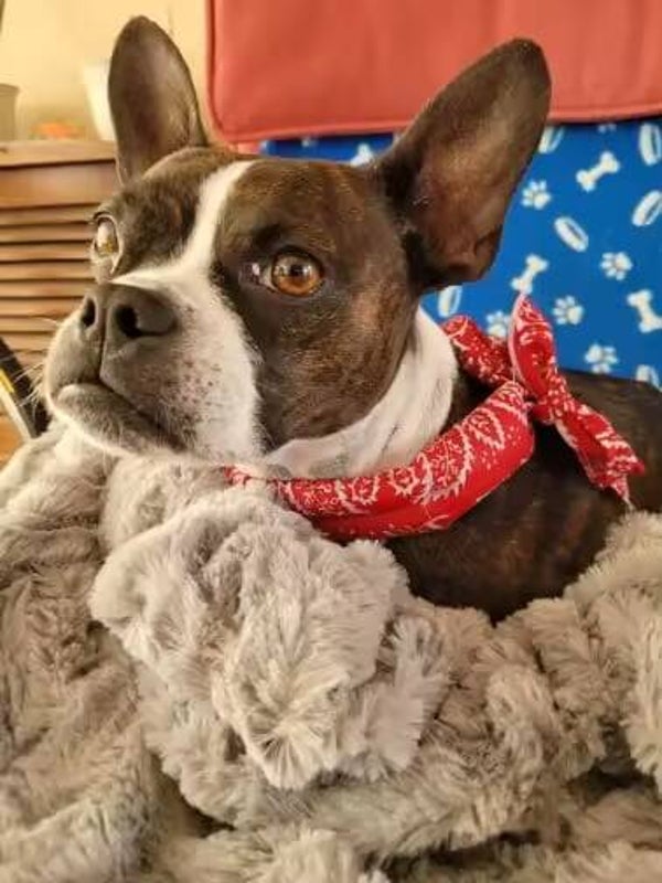 Koel bandana cowboy rood