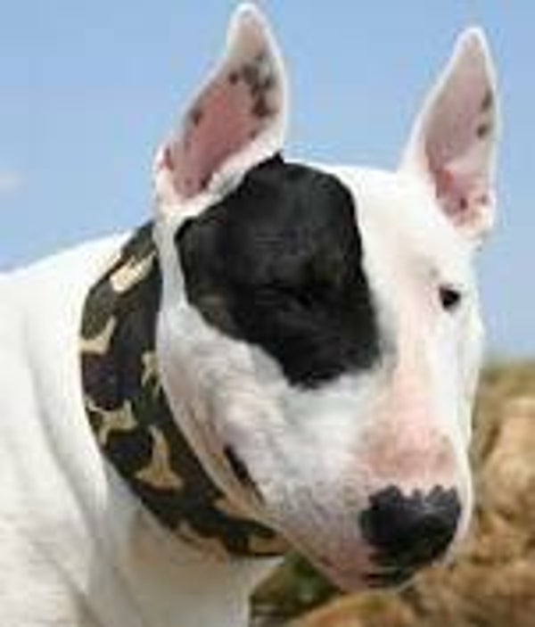 Koelbandana camouflage